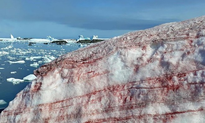 Tảo Chlamydomonas nivalis khiến một phần băng tuyết Nam Cực chuyển đỏ. Ảnh: Bộ Khoa học và Giáo dục Ukraine.