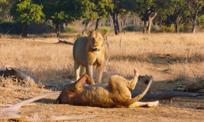 Sư tử cái chạy sang phe đối thủ quyến rũ con đực