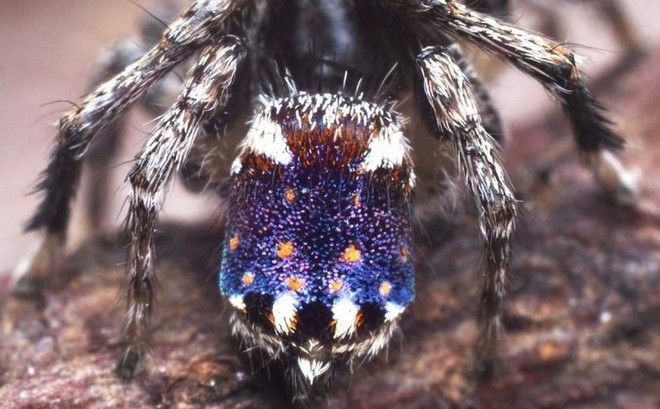 Loại nhện Maratus constellatus.