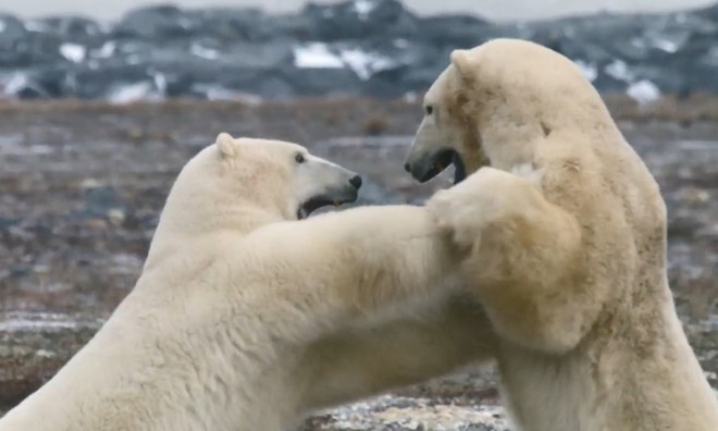 Gấu Bắc Cực bị đối thủ đuổi khỏi chỗ nằm