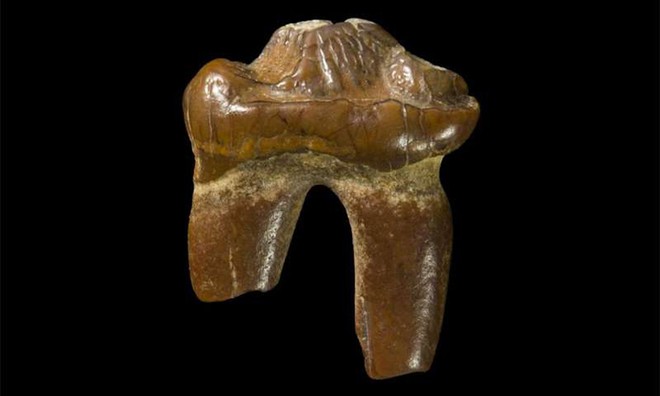 Răng hóa thạch hải cẩu không tai mới được phát hiện ở Australia. Ảnh: Phys.