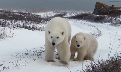 Mẹ con gấu Bắc Cực hoảng sợ vì tách nhau