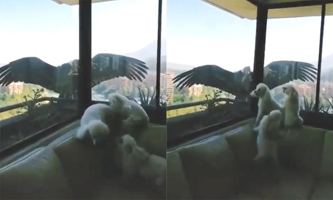 Thần ưng Andes đối mặt chó nhà qua cửa kính