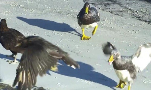 Vịt tấn công chim ưng để bảo vệ cánh cụt non