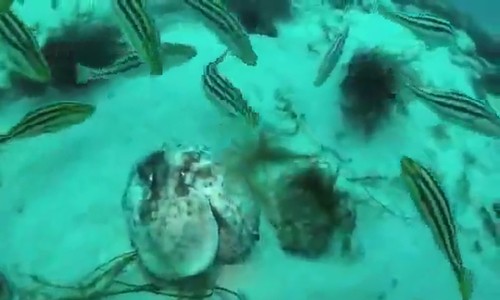 Cá nục tấn công ăn thịt bạch tuộc