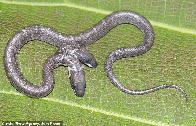 Siêu hiếm trong tự nhiên: Con rắn có hai đầu hoạt động độc lập với nhau