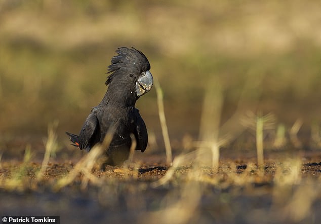 Phát hiện phân loài mới của loại vẹt nổi tiếng nhất nước Úc
