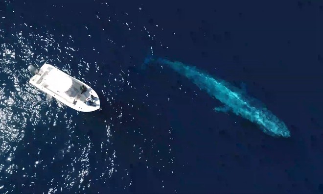 Cá voi xanh áp sát thuyền của người đi biển