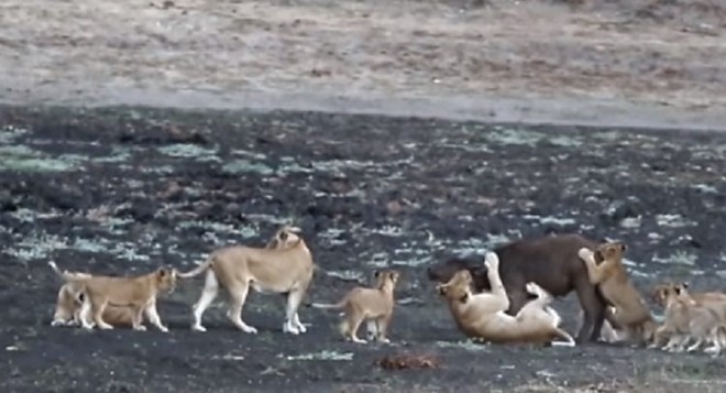 Sư tử mẹ bắt trâu về dạy đàn con nhỏ cách săn mồi