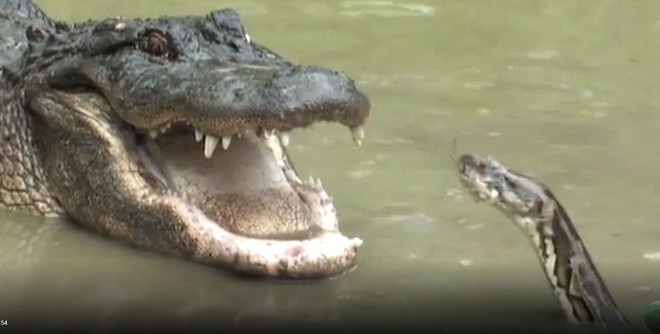 Trận ác chiến giữa trăn khổng lồ và cá sấu Mỹ