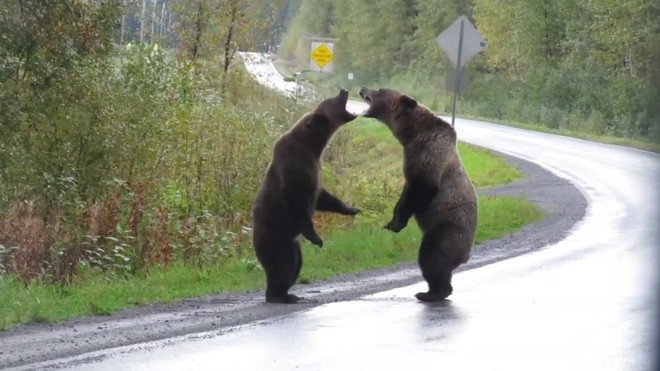 Gấu xám choảng nhau giữa đường cao tốc
