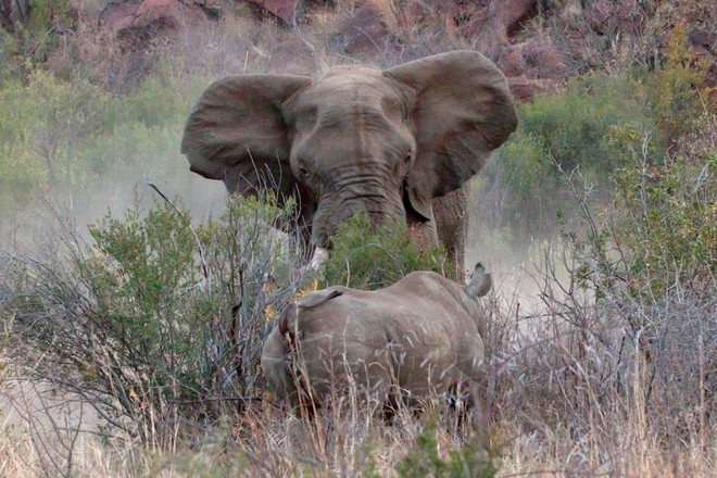 Bảo vệ miếng ăn, chú voi quyết chiến 3 con tê giác