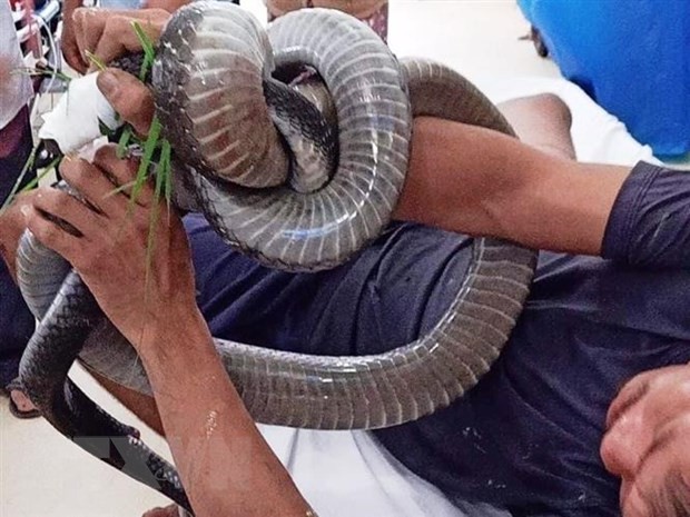 Anh Tâm vẫn giữ trong tay con rắn hổ mang khi được đưa đến cấp cứu tại bệnh viện. (Ảnh: TTXVN phát).