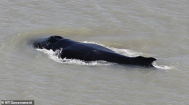 Hy hữu đàn cá voi lưng gù bơi lạc vào dòng sông cá sấu tại Úc