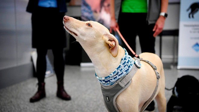 Phần Lan sử dụng chó để phát hiện người nhiễm Covid-19 tại sân bay