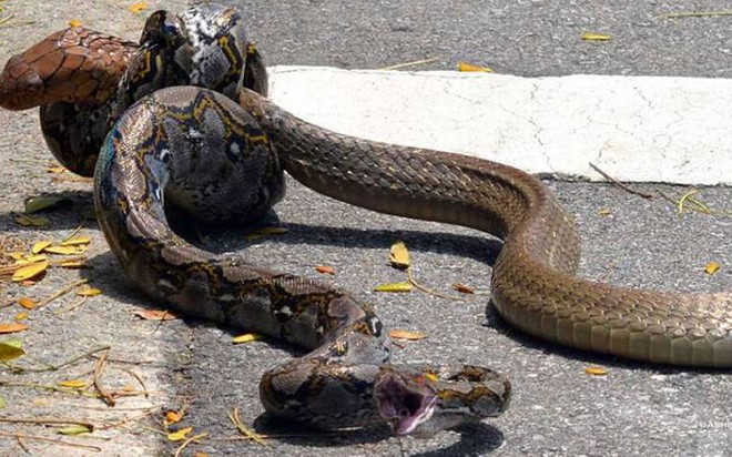 Trận chiến đường phố "một mất một còn" giữa rắn hổ mang chúa và trăn gấm