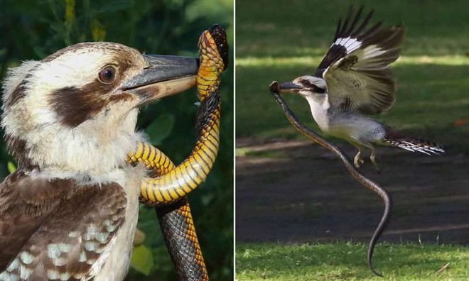 Đụng nhầm phải con rắn cực độc, chim bói cá bản địa Úc suýt nhận cái kết "đắng"