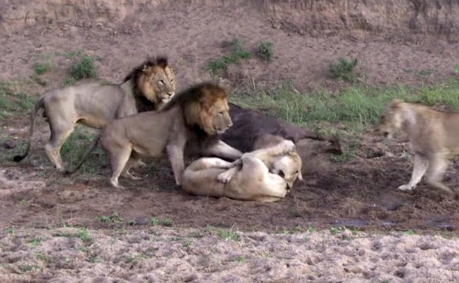 Con trâu sắp bị ăn thịt bỗng dưng sống sót bởi đàn sư tử tự nhiên tấn công lẫn nhau
