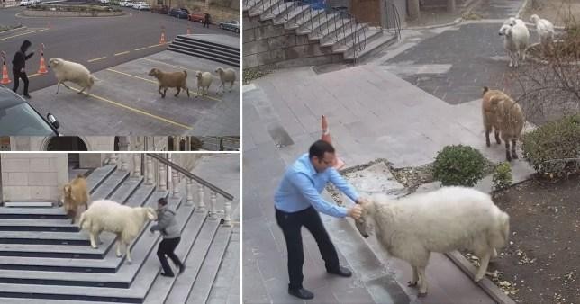 Cuộc “tập kích” chớp nhoáng Tòa thị chính thành phố ở Thổ Nhĩ Kỳ bởi liên quân dê và cừu