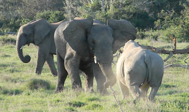 Hùng hổ tấn công đàn voi châu Phi, con tê giác nhận phải cái kết ê chề