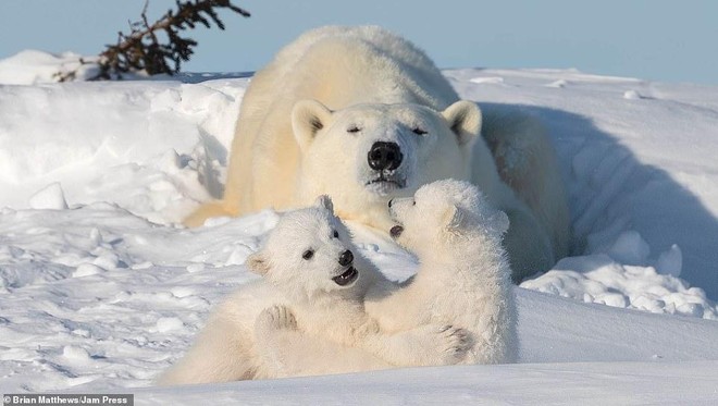 Bạn đã từng nghe về nhiếp ảnh gia gấu bắc cực chưa? Hãy cùng chiêm ngưỡng những hình ảnh đầy lưu niệm và tình cảm mà nhiếp ảnh gia này đã chụp lại được. Bạn sẽ có cơ hội nhìn thấy gấu bắc cực ở những góc độ khó tin và những hành động cực kỳ đáng yêu.
