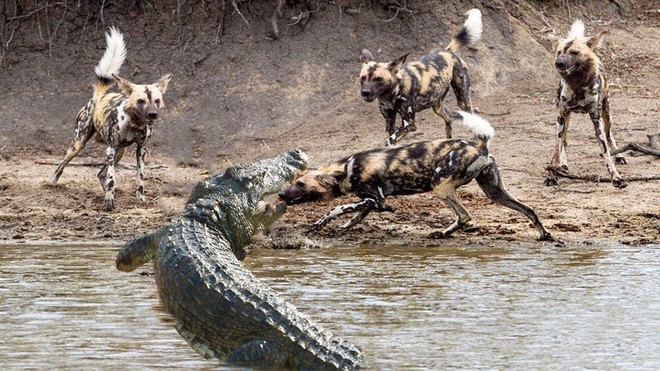 Khí chất của "vị vua đầm lầy", một mình cá sấu chấp hết đàn chó hoang châu Phi chục con hung hãn