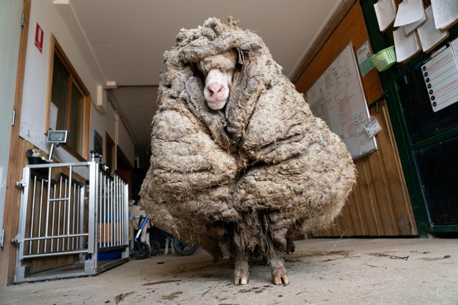 Cừu Baarack trông như một fashionista sành điệu khi mới được tìm thấy.