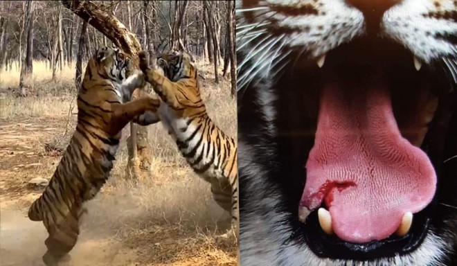 Trận so tài tranh chấp lãnh thổ kịch tính đến nghẹt thở giữa hai con hổ Bengal quý hiếm