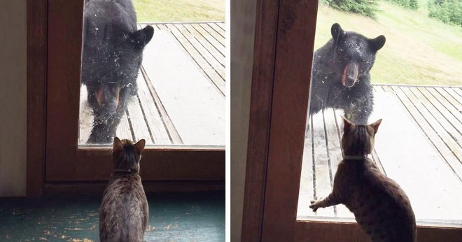 Gấu hoang tò mò định lẻn vào nhà dân bị mèo cưng dọa cho chạy "mất dép"
