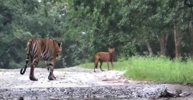 Hổ Bengal đua tốc độ cùng sói đỏ, nhận cái kết hài hước