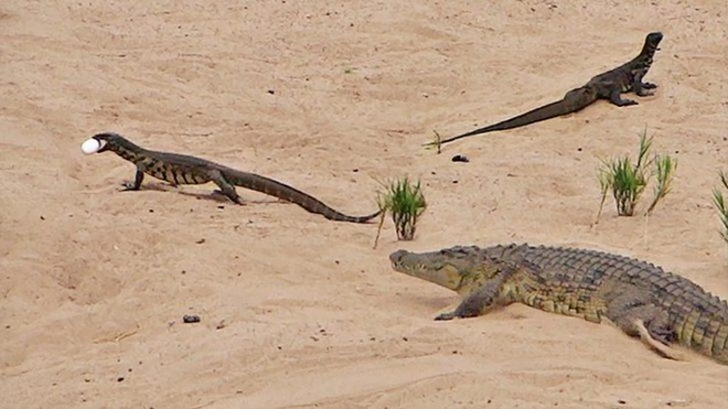 Nhiệm vụ bất khả thi: Kỳ đà trộm trứng của cá sấu
