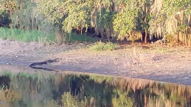 Con cá sấu kiên nhẫn nằm quan sát đàn lợn rừng.