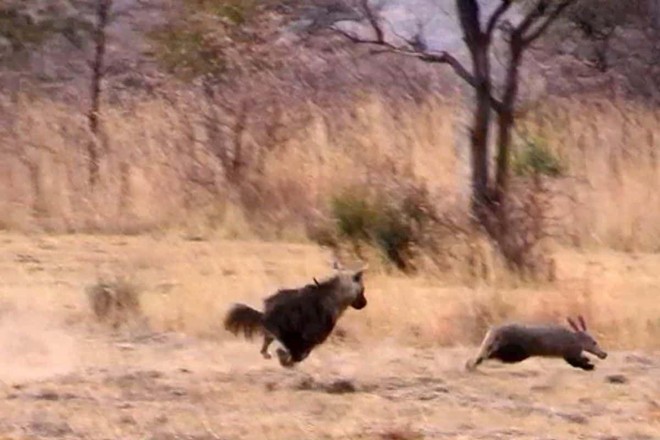 Lợn đất thoát chết thần kỳ sau màn rượt đuổi tốc độ cao với linh cẩu 
