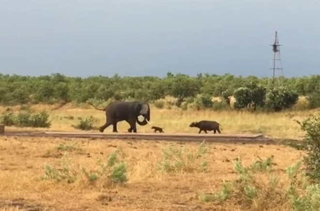 Trâu non "mới nứt mắt" đã đi gây hấn với con voi châu Phi to lớn và cái kết không thể ngờ