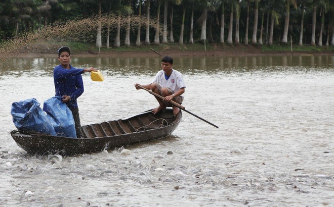 Các doanh nghiệp thủy sản đang nhìn thấy rõ ảnh hưởng của việc giá thức ăn chăn nuôi tăng. Ảnh Dũng Minh