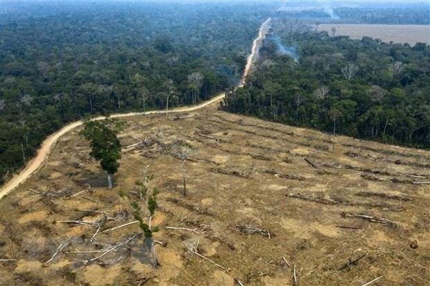 Một khoảng rừng Amazon bị thiêu rụi ở gần Porto Velho, bang Rondonia, Brazil, ngày 24/8/2019. (Ảnh: AFP/TTXVN).