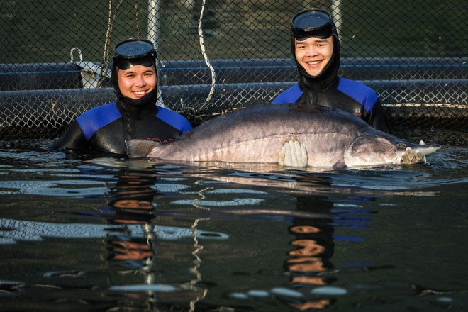 Siêu cá tầm Beluga xuất hiện tại một trang trại cá ở Sơn La.