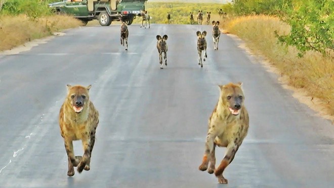 Điều gì sẽ xảy ra khi đàn linh cẩu đối đầu với đàn chó hoang thiện chiến hơn 20 con?