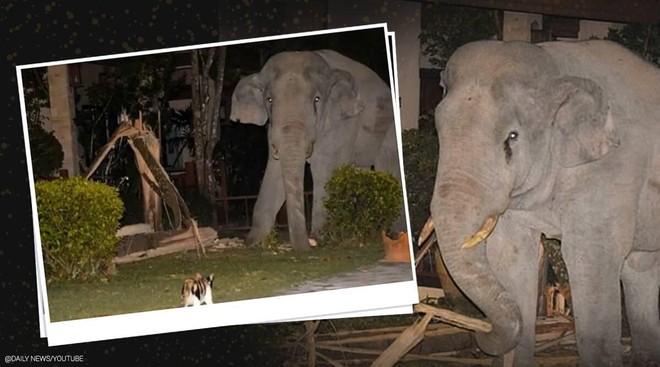 Vào nhà không xin phép, chú voi nặng hơn 4 tấn suýt bị mèo mướp "tẩn" cho một trận