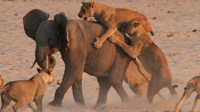 Cuộc chiến sinh tồn khốc liệt, voi con xoay xở trong vòng vây của 14 con sư tử