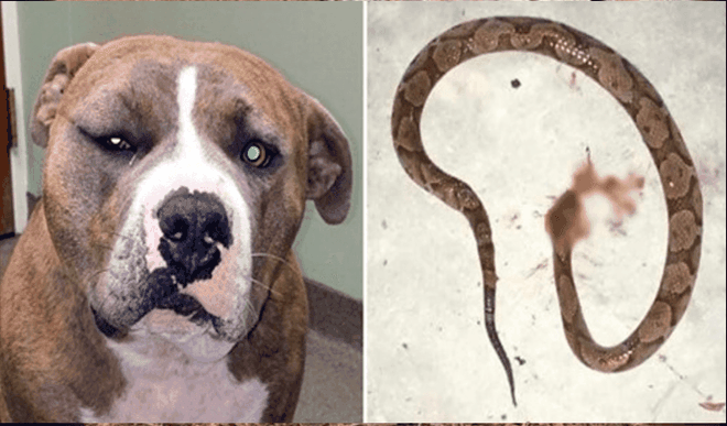 Để cứu chủ nhân, chú chó Pitbull dũng cảm đánh nhau với rắn độc và bị cắn sưng cả mặt