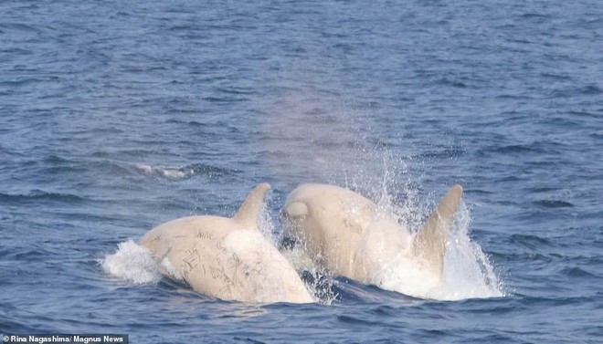 Chưa từng xảy ra trong lịch sử, cặp đôi cá voi sát thủ trắng cực kỳ quý hiếm cùng nhau xuất hiện, bơi lội trước mặt du khách