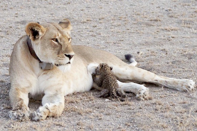 Hiếm thấy: Sư tử cưu mang, chăm sóc báo hoa mai con như một thành viên trong bầy đàn