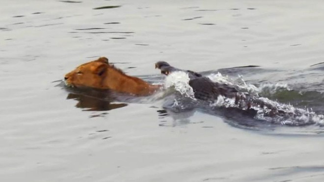 Liều lĩnh bơi qua sông, sư tử suýt trở thành bữa ăn cho cá sấu