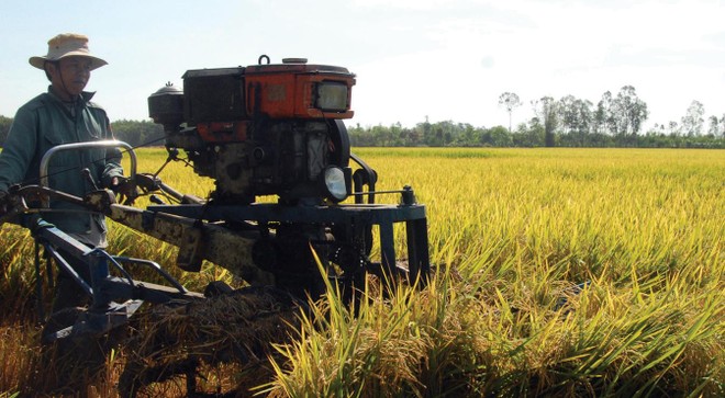 Dịch Covid-19 làm gián đoạn chuỗi cung ứng lúa hàng hóa trong quý III/2021