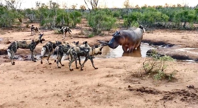 Đàn chó hoang ảo tưởng sức mạnh, thách thức cả loài động vật hoang dã "cục súc" nhất châu Phi