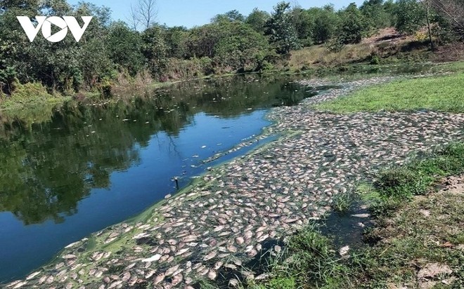 Xử phạt doanh nghiệp xả thải khiến cá chết hàng loạt ở thị trấn Phong Điền, huyện Phong Điền, tỉnh Thừa Thiên Huế.