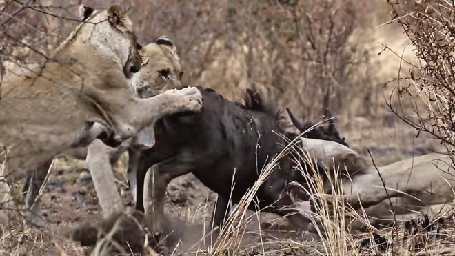 Nỗ lực không biết mệt mỏi, đấu tranh cho sự sống còn của linh dương đầu bò trước móng vuốt của bầy sư tử