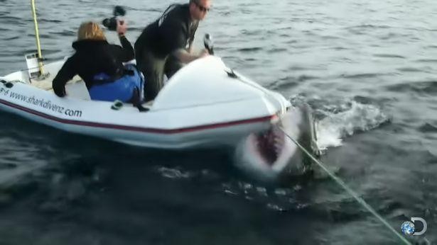 Đoàn làm phim số đen liên tục bị cá mập trắng khổng lồ tấn công