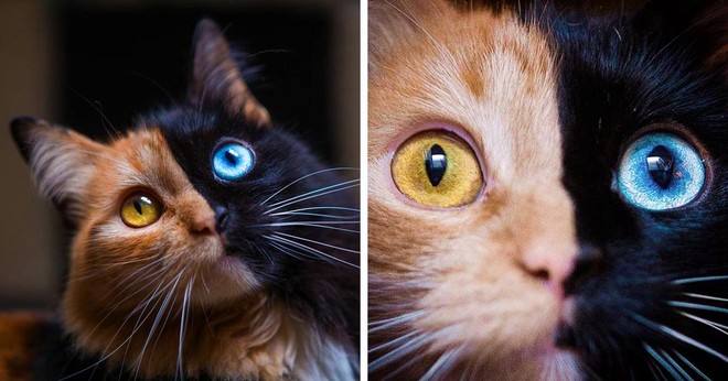 Chú mèo có vẻ đẹp kỳ lạ, khuôn mặt như được dung hợp từ hai con mèo khác nhau